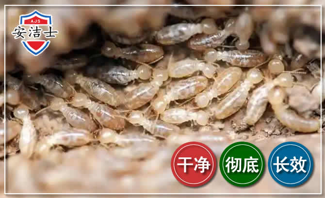 温岭白蚁防治