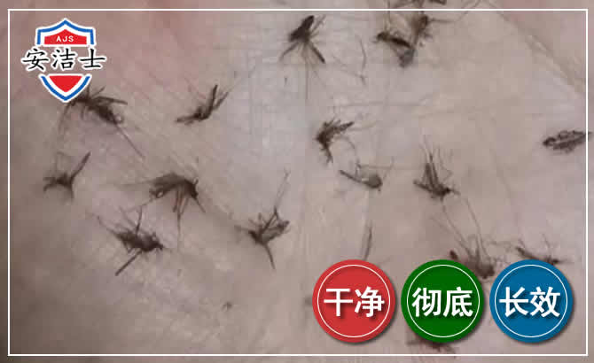 温岭蚊子防治-灭蚊
