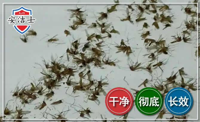 温岭苍蝇防治-灭蝇