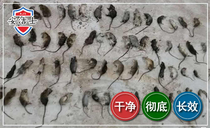 温岭鼠害防治-灭鼠