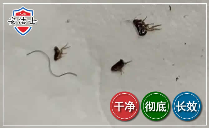 温岭跳蚤防治-灭跳蚤