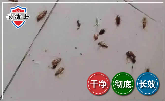 温岭蟑螂防治-灭蟑螂
